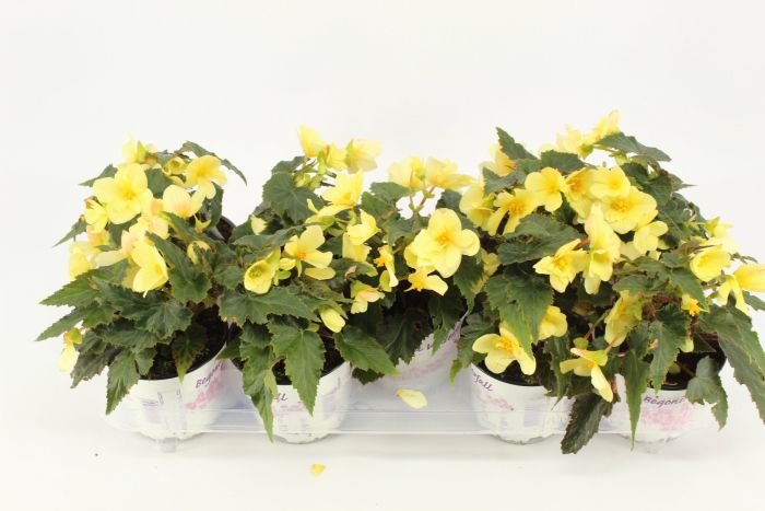 Begonia Trailing 'Beauvilia Lemon' 12cm