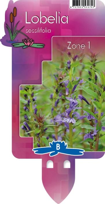 Lobelia sessilifolia P9