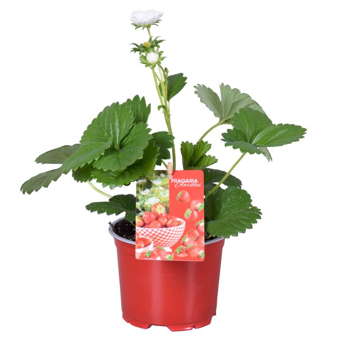 Strawberry Plant | Fragaria 'Beltran' (12cm)