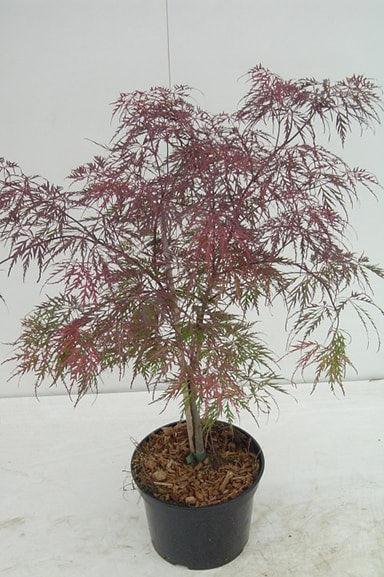 Acer palmatum 'Garnet' | Japanese Maple 10 Litre