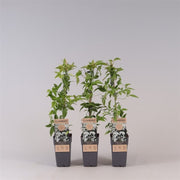 Clematis montana 'Grandiflora'