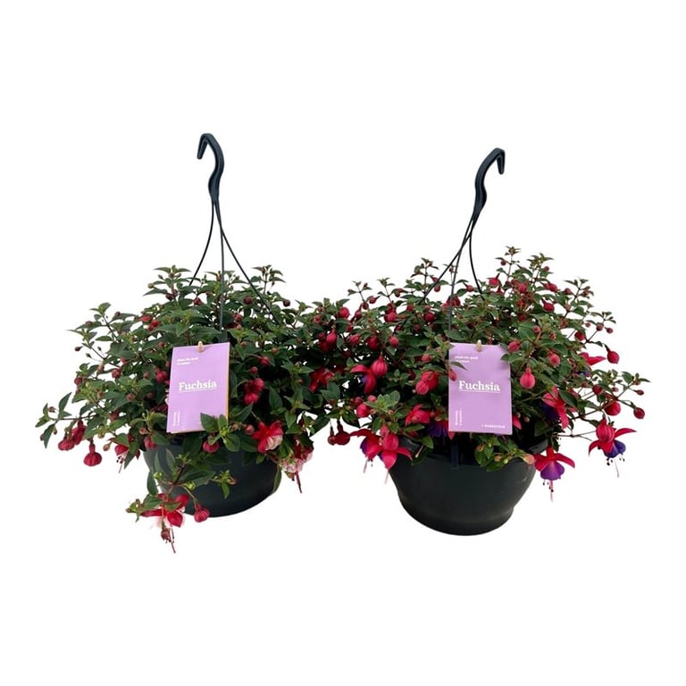 Buy Seasonal Bedding Plants Bedding Plants Dublin Bedding Plants