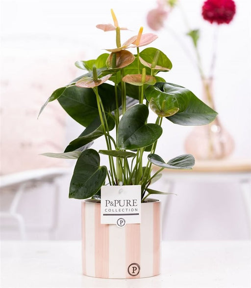 Anthurium pink in 12 cm ceramic 'Eline' Pot