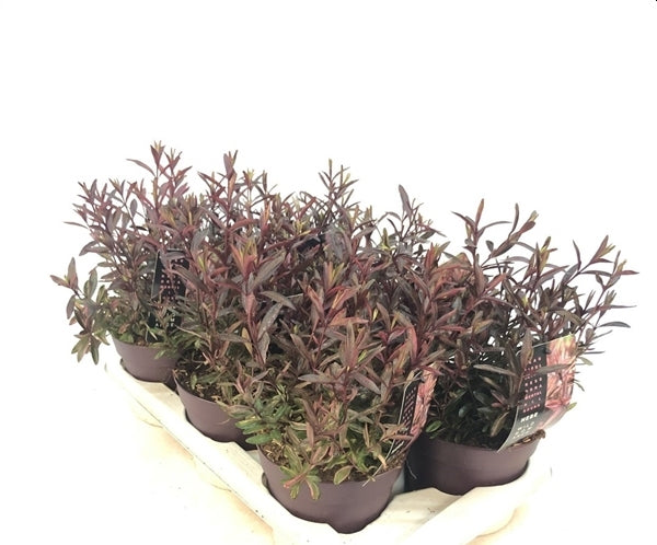Hebe 'Wild Romance' 2 Litre