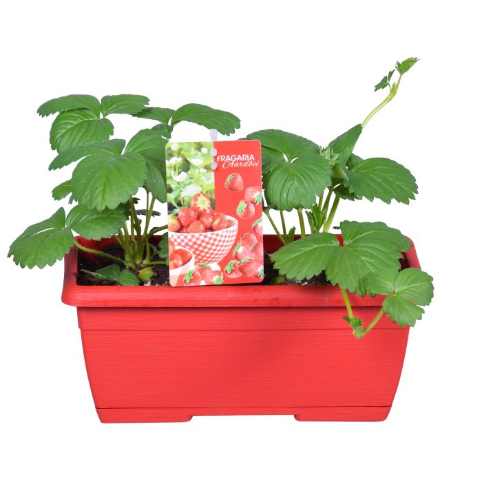 Strawberry | Fragaria 'Beltran' in 25cm Windowbox