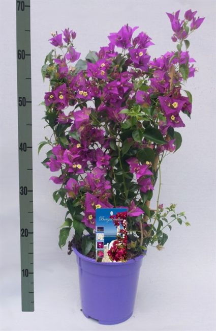 Bougainvillea 'Alexandra' on Trellis P17