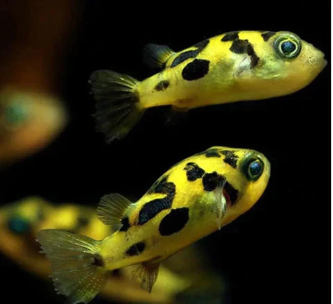 Pea Puffer | Carinotetraodon travancoricus