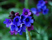 Lungwort 'Blue Ensign' – Pulmonaria 'Blue Ensign'