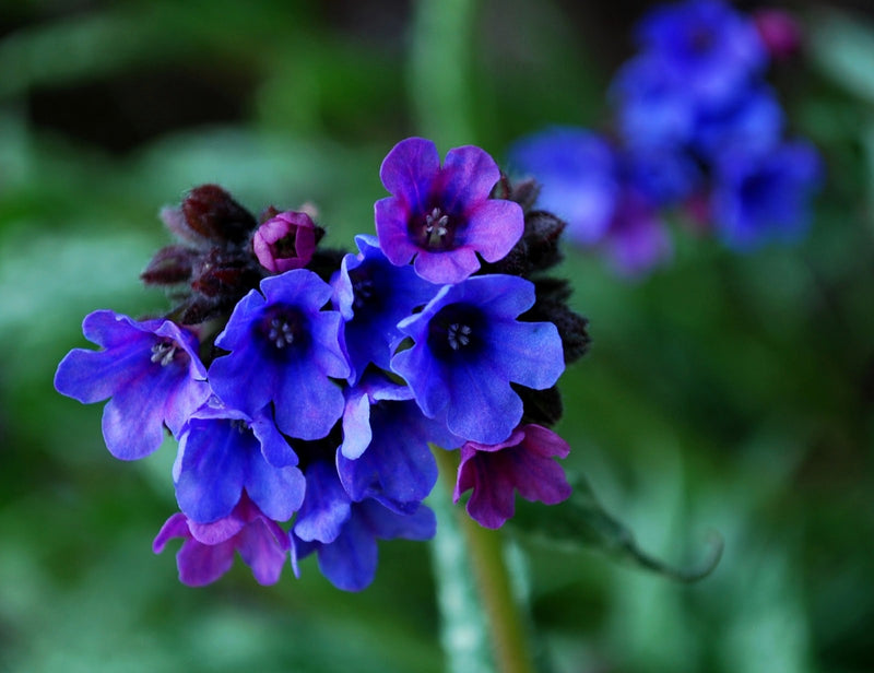 Lungwort 'Blue Ensign' – Pulmonaria 'Blue Ensign'