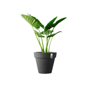 Elho Pure Round 100cm Anthracite – planted display