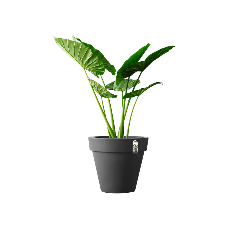 Elho Pure Round 100cm Anthracite – planted display
