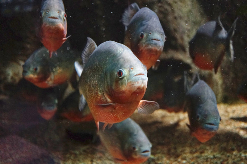 Red-Bellied Piranha | Pygocentrus nattereri