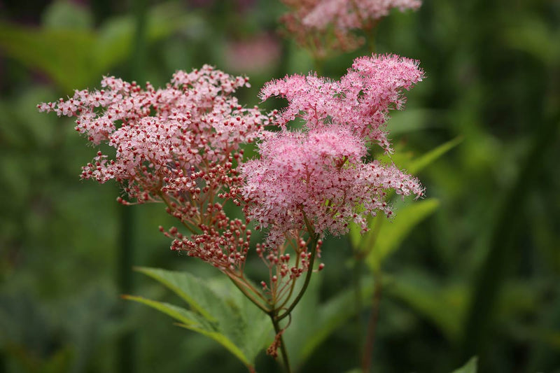Filipendula rubra 'Venusta' | Queen of the Prairie 'Venusta' P9