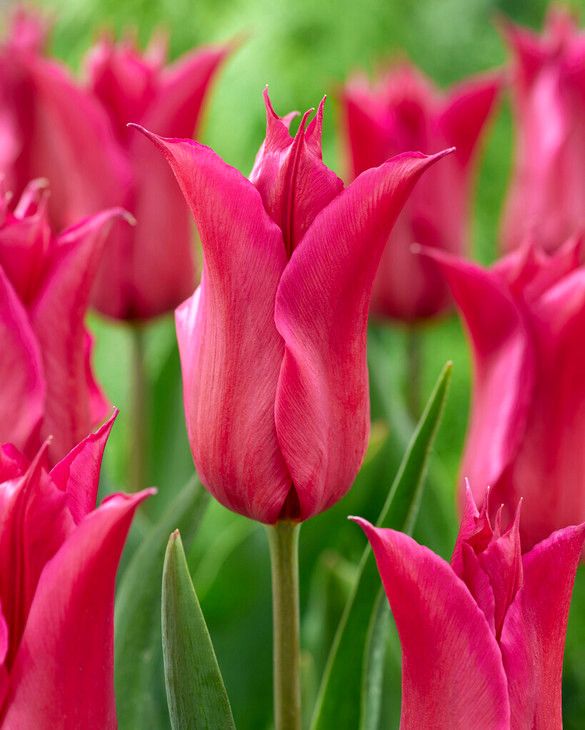 Tulip 'Pretty Love' Bulbs (5 pack)
