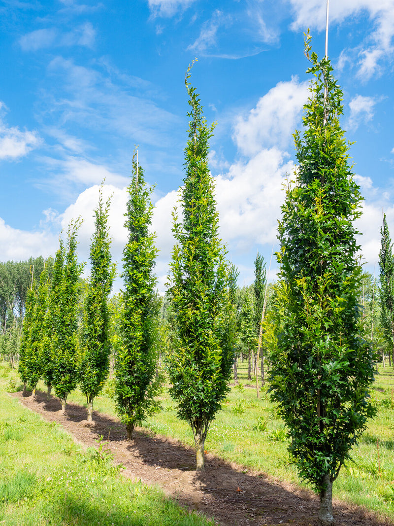 Quercus Green Pillar – plant and habit