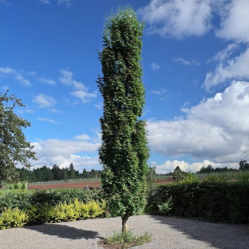 Quercus Green Pillar – flowers or seasonal detail