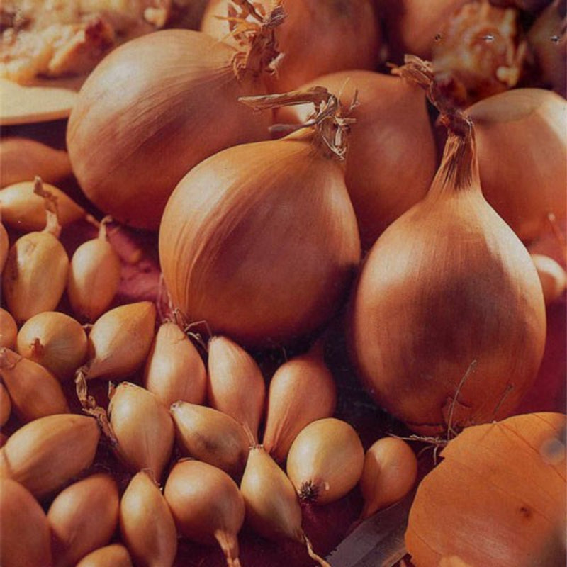 Onion Radar (50 Bulbs Per Pack)