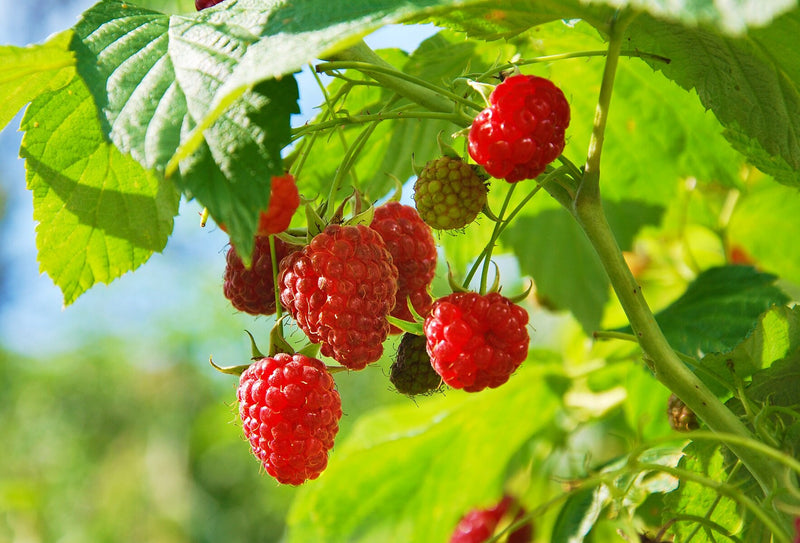 Raspberry 'Malling Promise' | Rubus idaeus 'Malling Promise'
