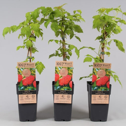 Raspberry 'Malling Promise' with ripe red fruit