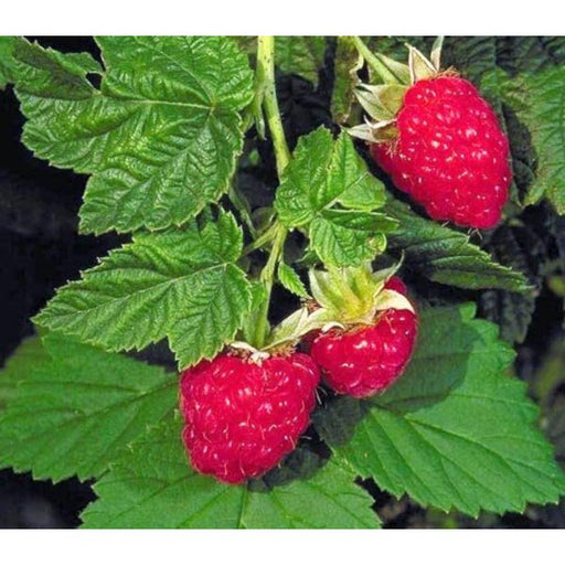 Rubus idaeus 'Malling Promise' fruiting canes