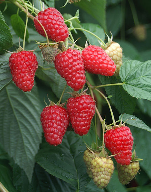 Raspberry 'Tulameen' with large ripe red fruit on the canes