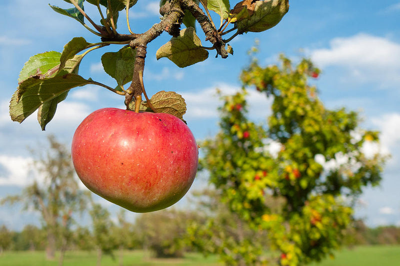 Apple 'James Grieve' 2 Year Bush