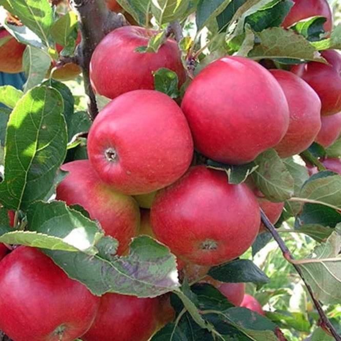Apple Falstaff 2 Year Bush - Self Fertile