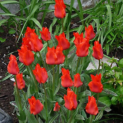 Tulip 'Red Riding Hood' (9 Pack)
