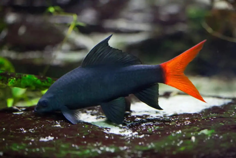Shark Red Tail Black