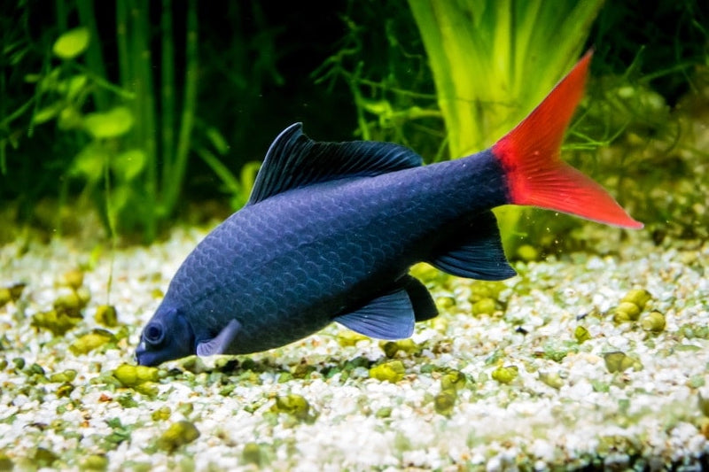 Shark Red Tail Black