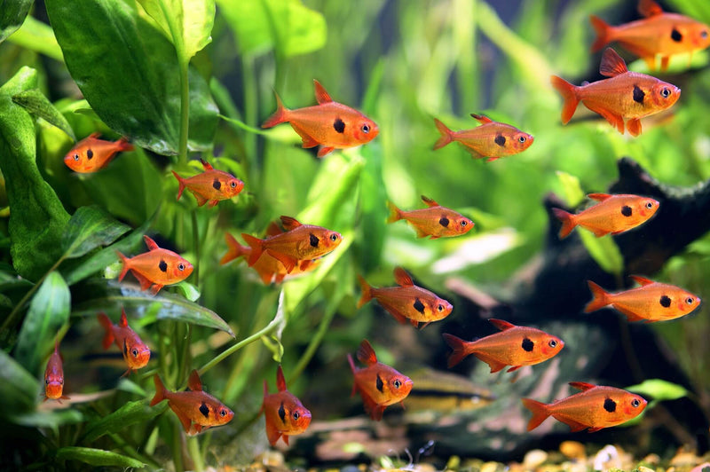 Red Phantom Tetra (ML)