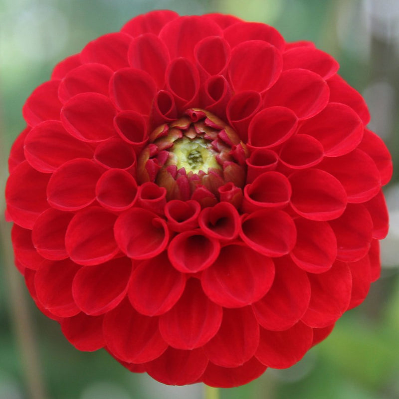 Dahlia Red Cap 1 Bulbs Per Pack