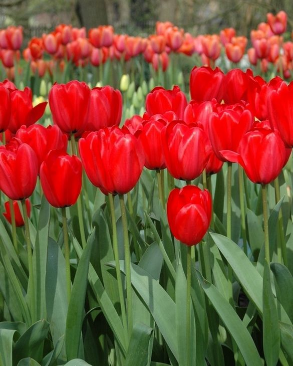 Tulip 'Red Impression' (7 Pack)