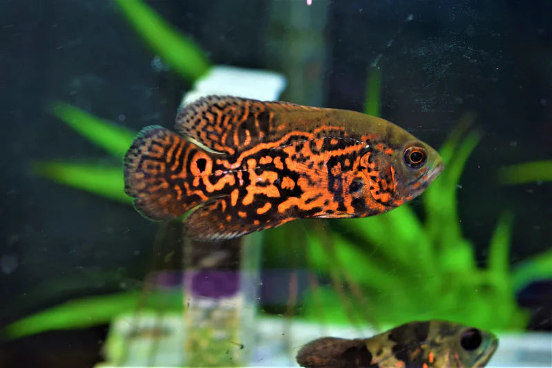 Live Oscar Fish – Red Tiger Oscar, 2-3 Inch, Beginner-Friendly Freshwater Tropical Fish