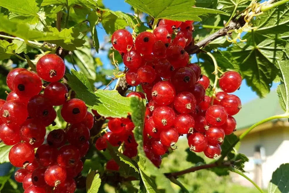 Redcurrant Ribes 'Jonkheer van Tets'