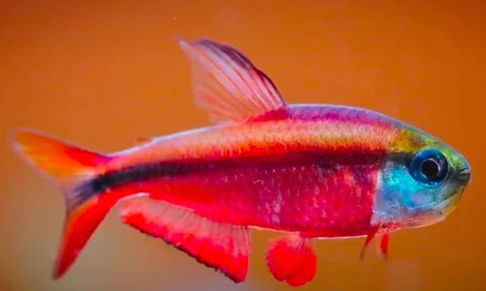 Red Laser Tetra | Hemigrammus coeruleus (L)