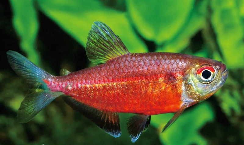 Red Laser Tetra | Hemigrammus coeruleus (L)