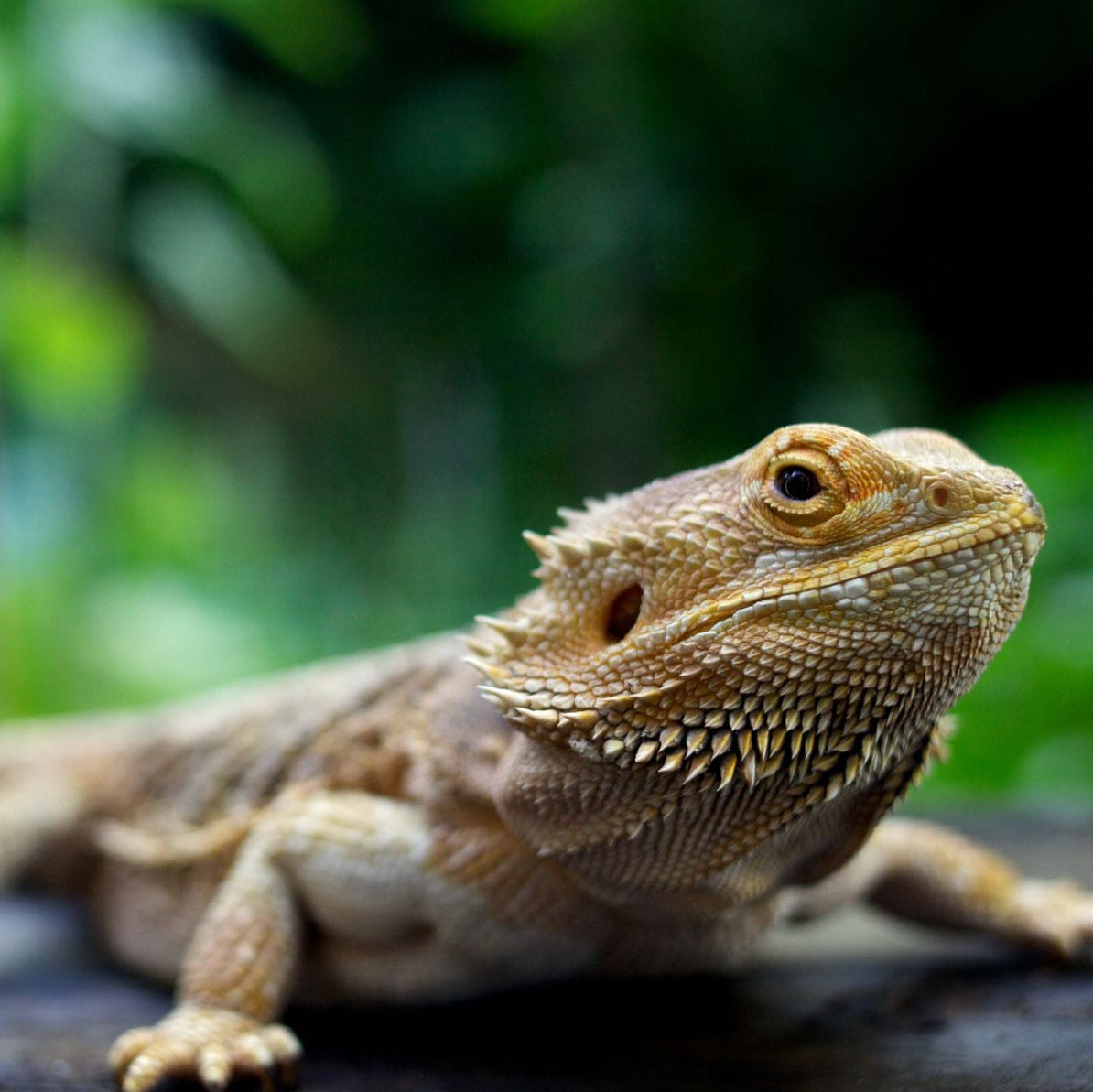 Reptile Centre