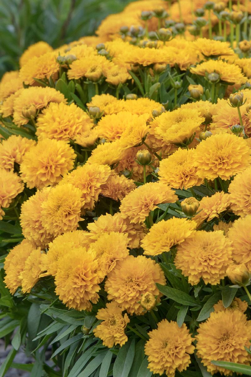 Coreopsis Golden Sphere