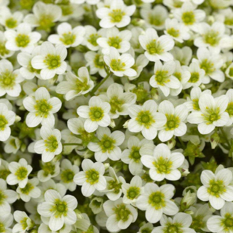 Saxifraga Alpino 'Lime' 9cm
