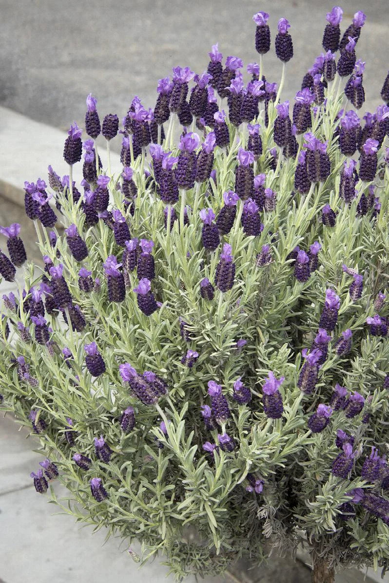 Lavender stoechas | French Lavender 2L