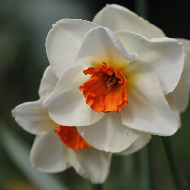Daffodil Narcissus 'June Allyson' (7 Bulbs Per Pack)