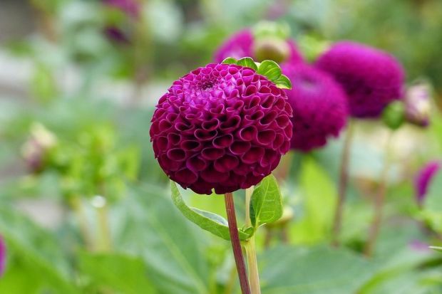 Dahlia Rocco 1 Bulb Per Pack