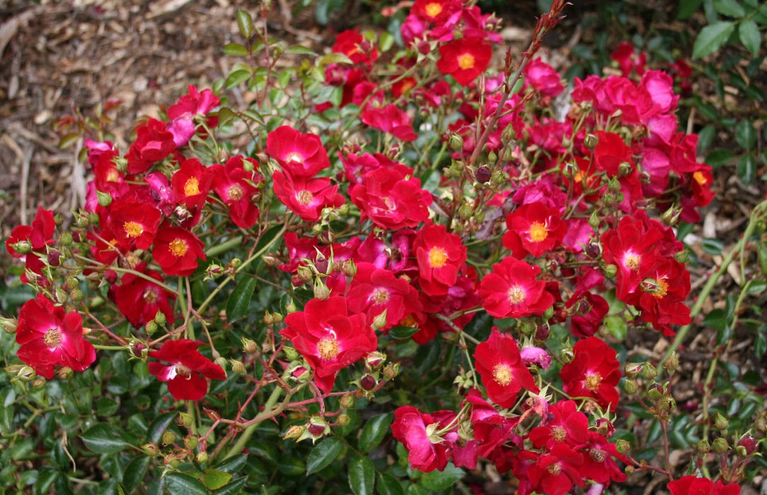 Flower Carpet Rose Scarlet - Repeat Flowering (3.5 Litre)