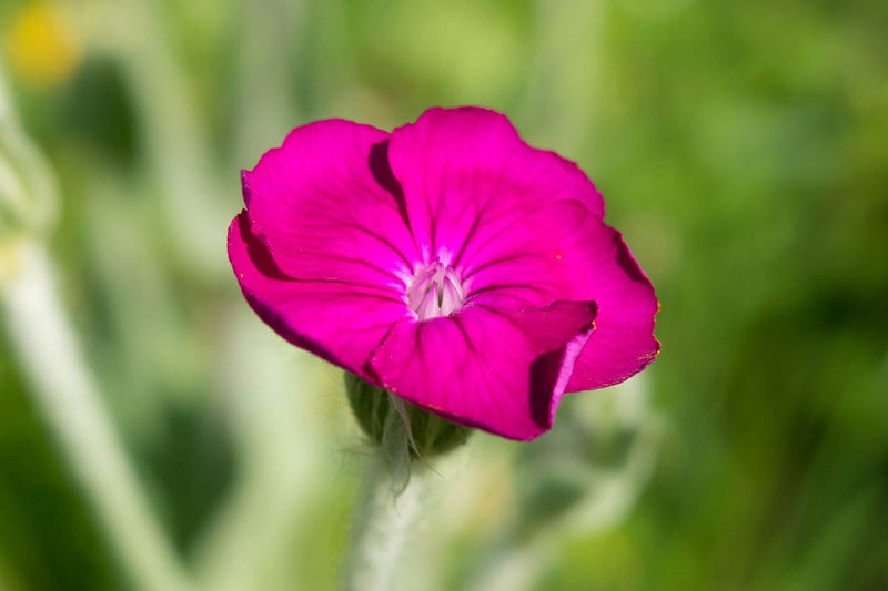 Rose Campion | Lychnis coronaria Atrosanguinea Group