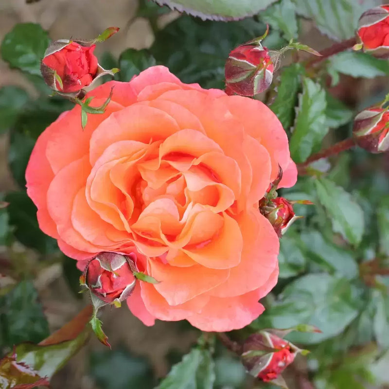 For You With Love Floribunda Rose (3.5 Litre)