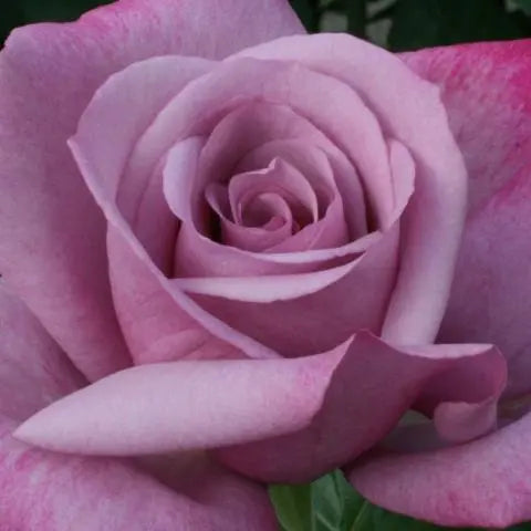 Rosa My Lovely Dad 3.5 Litre