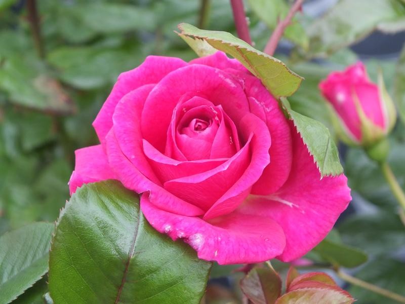 Gloriana Climbing Rose 10 Litre Jumbo Climber