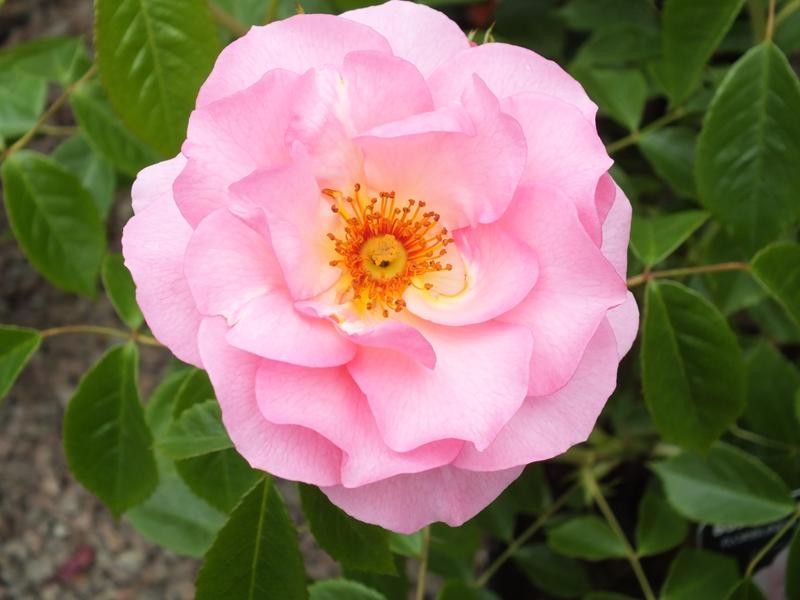 Happy Retirement Floribunda Rose 3.5 Litre