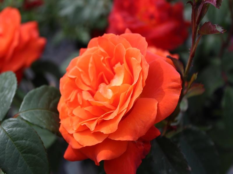 Super Trouper Floribunda Rose 3.5 Litre